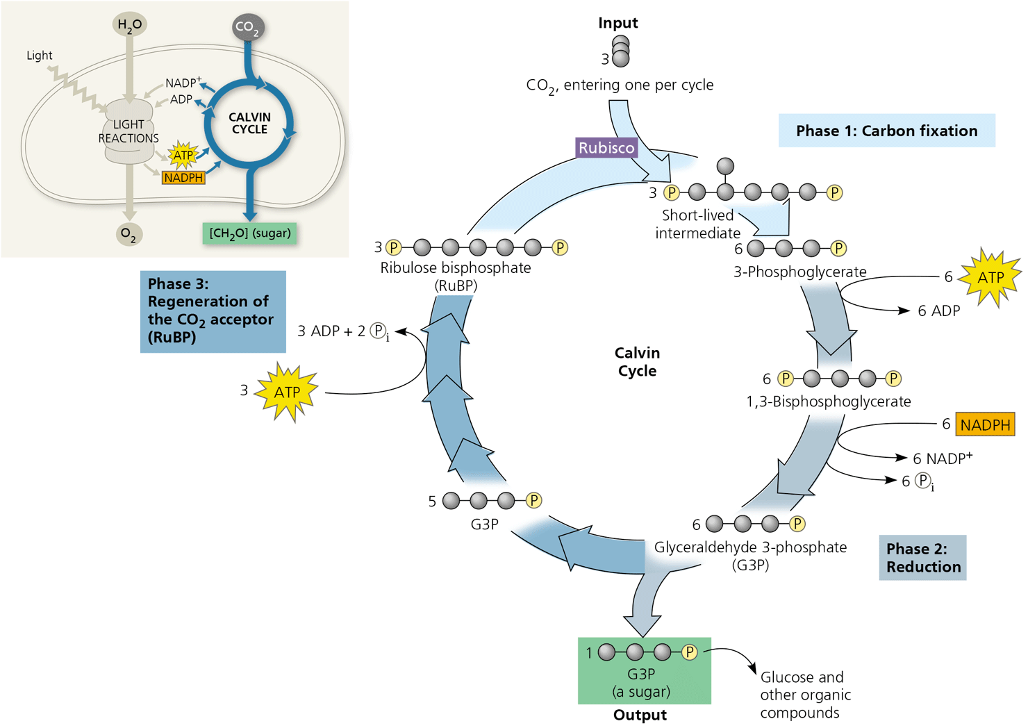 Calvin Cycle Diagram