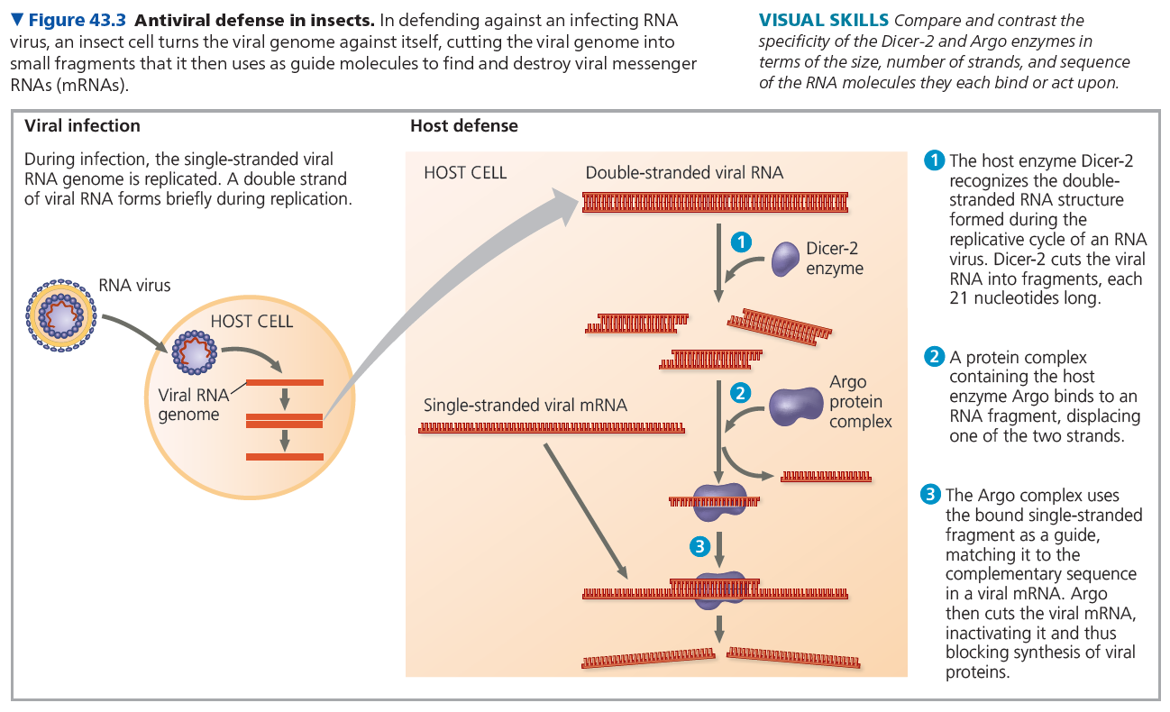 Immune System: Part 1 - Invertebrates, Vertebrates