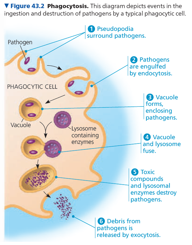 Immune System: Part 1 - Invertebrates, Vertebrates